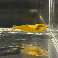 Pisces Aquatics Shrimp Sunkist Cherry Shrimp - Neocaridina davidi (1-2cm) Sunkist Cherry Shrimp - Neocaridina davidi (1-2cm) for Sale 
