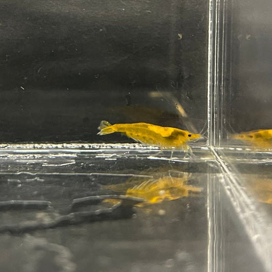 Pisces Aquatics Shrimp Sunkist Cherry Shrimp - Neocaridina davidi (1-2cm) Sunkist Cherry Shrimp - Neocaridina davidi (1-2cm) for Sale 