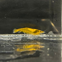 Pisces Aquatics Shrimp Sunkist Cherry Shrimp - Neocaridina davidi (1-2cm) Sunkist Cherry Shrimp - Neocaridina davidi (1-2cm) for Sale 