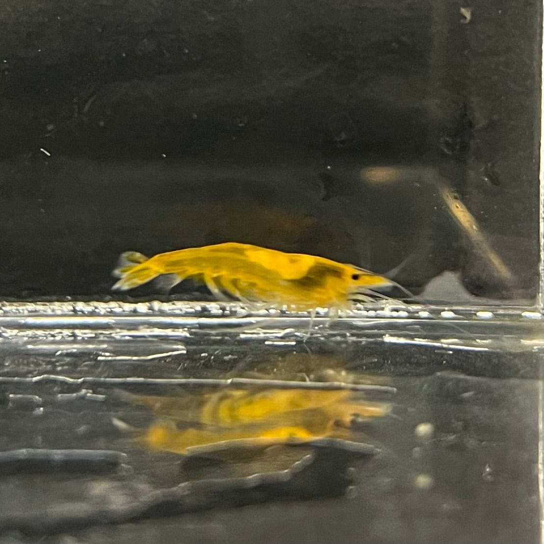 Pisces Aquatics Shrimp Sunkist Cherry Shrimp - Neocaridina davidi (1-2cm) Sunkist Cherry Shrimp - Neocaridina davidi (1-2cm) for Sale 
