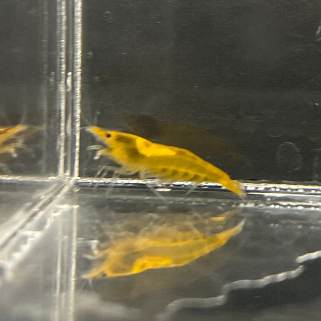 Pisces Aquatics Shrimp Sunkist Cherry Shrimp - Neocaridina davidi (1-2cm) Sunkist Cherry Shrimp - Neocaridina davidi (1-2cm) for Sale 