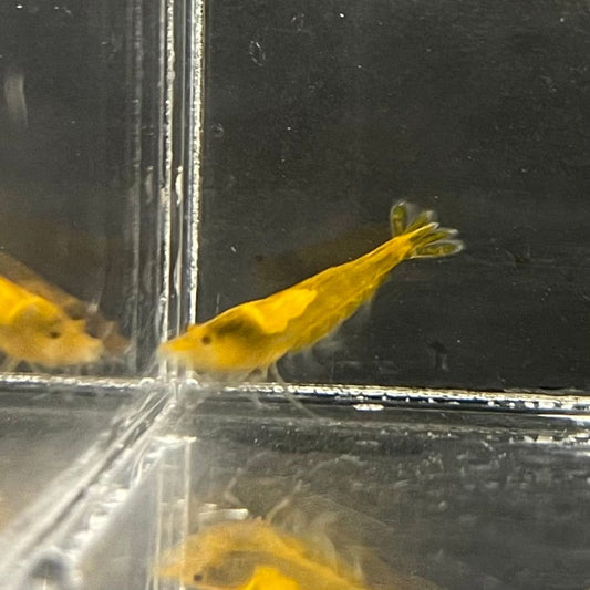 Pisces Aquatics Shrimp Sunkist Cherry Shrimp - Neocaridina davidi (1-2cm) Sunkist Cherry Shrimp - Neocaridina davidi (1-2cm) for Sale 