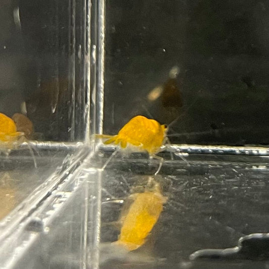 Pisces Aquatics Shrimp Sunkist Cherry Shrimp - Neocaridina davidi (1-2cm) Sunkist Cherry Shrimp - Neocaridina davidi (1-2cm) for Sale 