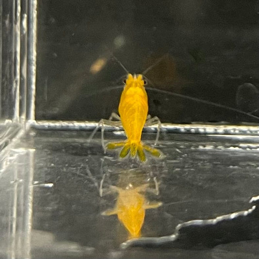 Pisces Aquatics Shrimp Sunkist Cherry Shrimp - Neocaridina davidi (1-2cm) Sunkist Cherry Shrimp - Neocaridina davidi (1-2cm) for Sale 