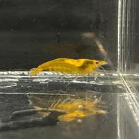 Pisces Aquatics Shrimp Sunkist Cherry Shrimp - Neocaridina davidi (1-2cm) Sunkist Cherry Shrimp - Neocaridina davidi (1-2cm) for Sale 