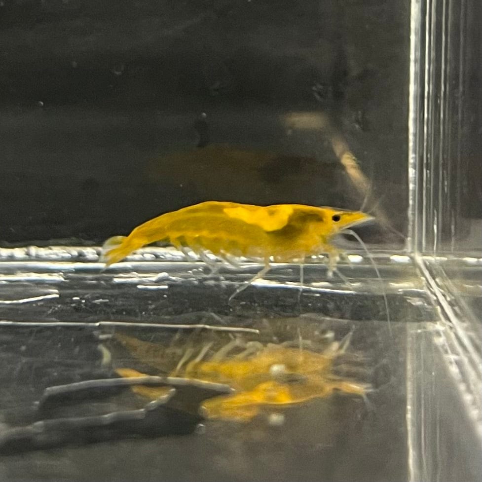 Pisces Aquatics Shrimp Sunkist Cherry Shrimp - Neocaridina davidi (1-2cm) Sunkist Cherry Shrimp - Neocaridina davidi (1-2cm) for Sale 