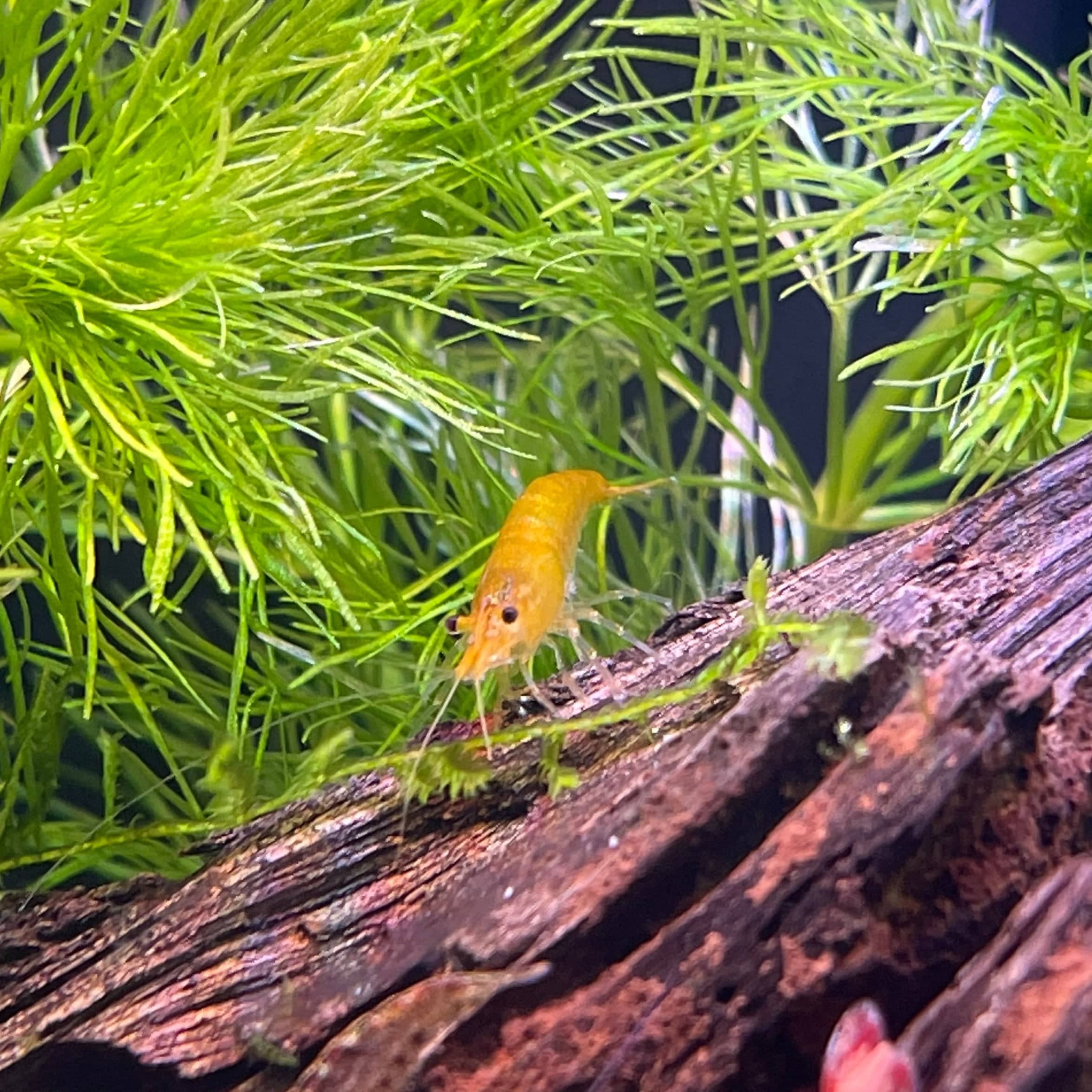 Pisces Aquatics Shrimp Yellow Cherry Shrimp - Neocaridina davidi (1-2cm) Yellow Cherry Shrimp - Neocaridina davidi (1-2cm) for Sale 