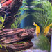 Pisces Aquatics Shrimp Yellow Cherry Shrimp - Neocaridina davidi (1-2cm) Yellow Cherry Shrimp - Neocaridina davidi (1-2cm) for Sale 