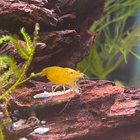 Pisces Aquatics Shrimp Yellow Cherry Shrimp - Neocaridina davidi (1-2cm) Yellow Cherry Shrimp - Neocaridina davidi (1-2cm) for Sale 