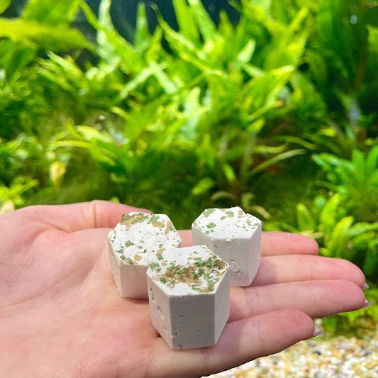 Scapeshop.com.au Snail Blocks Spirulina and Calcium Blocks for Snails & Shrimp - 3 Blocks Healthy Spirulina and Calcium Blocks for Snails & Shrimp - 3 Blocks