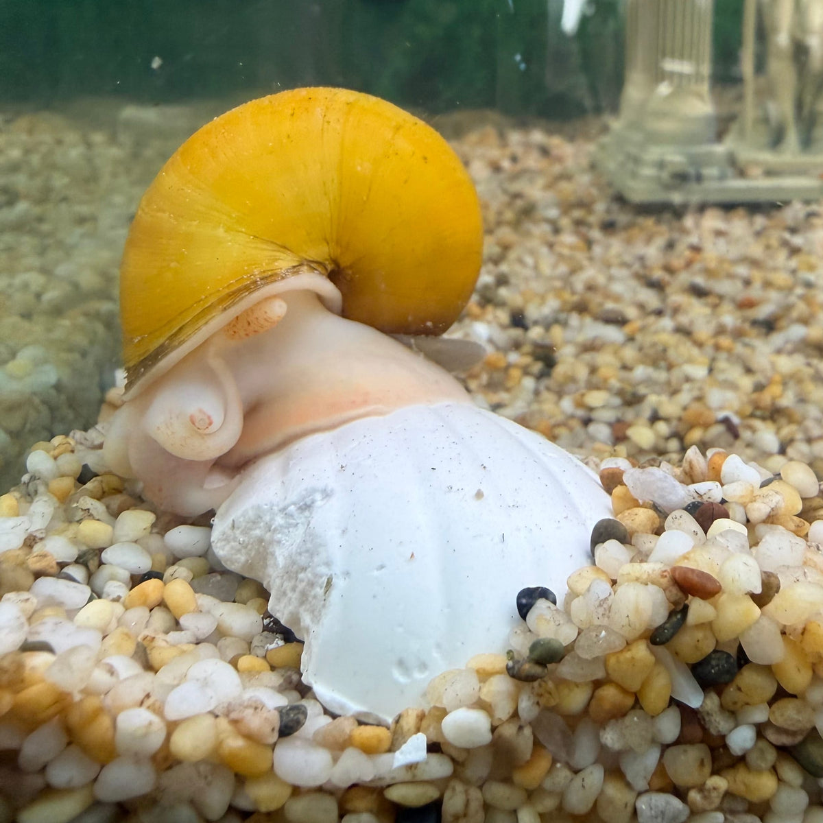 Scapeshop.com.au Snail Blocks Three Shells Snail & Shrimp Calcium Shells for Strong Shells Snail & Shrimp Calcium Shells for Strong Shells