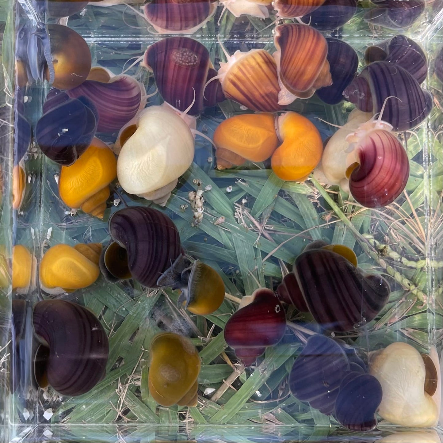 Pisces Aquatics Snails 8 Mystery Snails - Rainbow Snails Buy a rainbow of Mystery Snails in Australia from Scapeshop