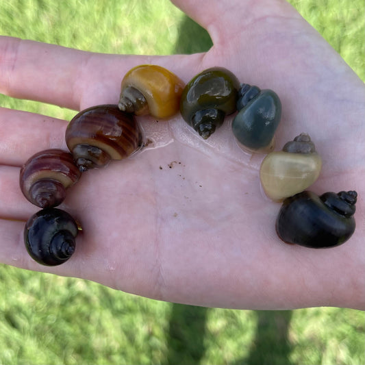 Pisces Aquatics Snails 8 Mystery Snails - Rainbow Snails Buy a rainbow of Mystery Snails in Australia from Scapeshop