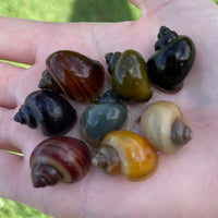 Pisces Aquatics Snails 8 Mystery Snails - Rainbow Snails Buy a rainbow of Mystery Snails in Australia from Scapeshop