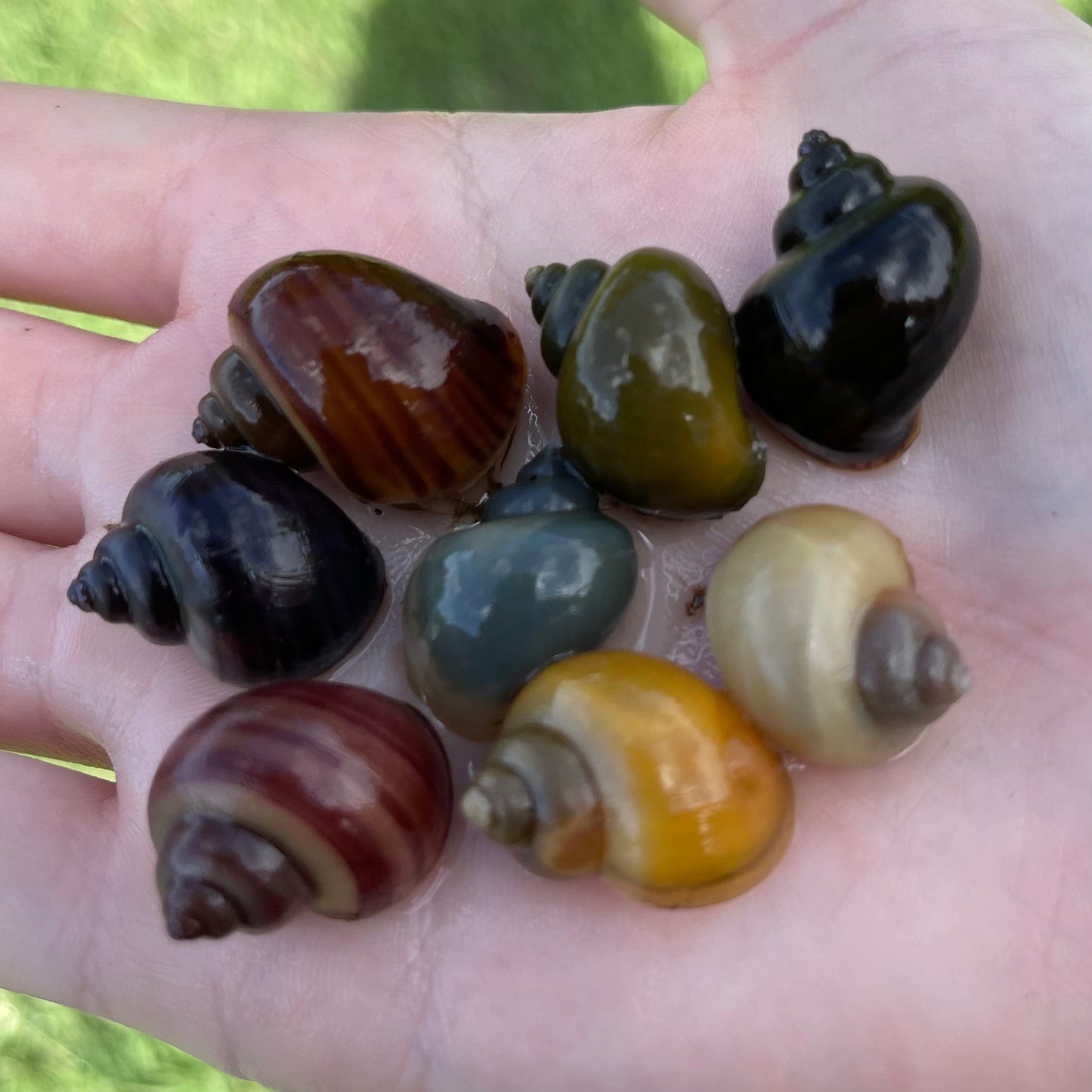 Pisces Aquatics Snails 8 Mystery Snails - Rainbow Snails Buy a rainbow of Mystery Snails in Australia from Scapeshop
