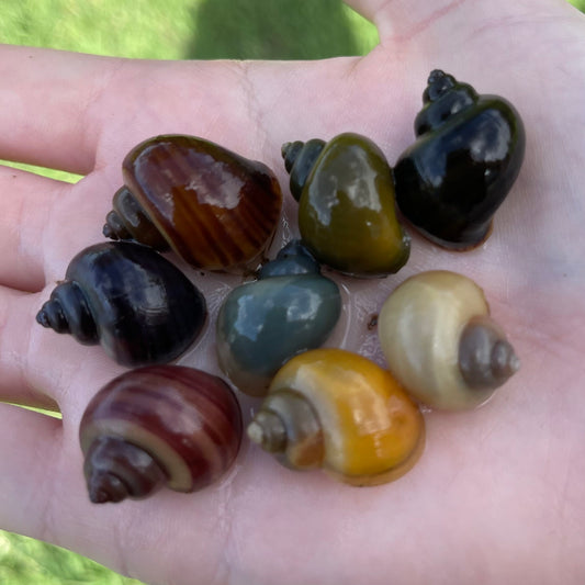 Pisces Aquatics Snails 8 Mystery Snails - Rainbow Snails Buy a rainbow of Mystery Snails in Australia from Scapeshop
