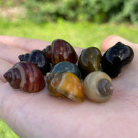 Pisces Aquatics Snails 8 Mystery Snails - Rainbow Snails Buy a rainbow of Mystery Snails in Australia from Scapeshop