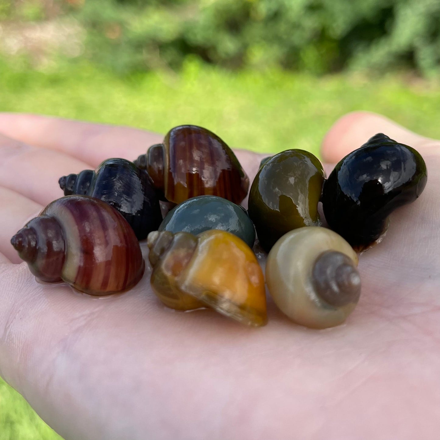 Pisces Aquatics Snails 8 Mystery Snails - Rainbow Snails Buy a rainbow of Mystery Snails in Australia from Scapeshop