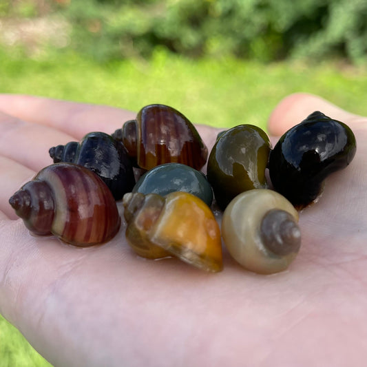 Pisces Aquatics Snails 8 Mystery Snails - Rainbow Snails Buy a rainbow of Mystery Snails in Australia from Scapeshop