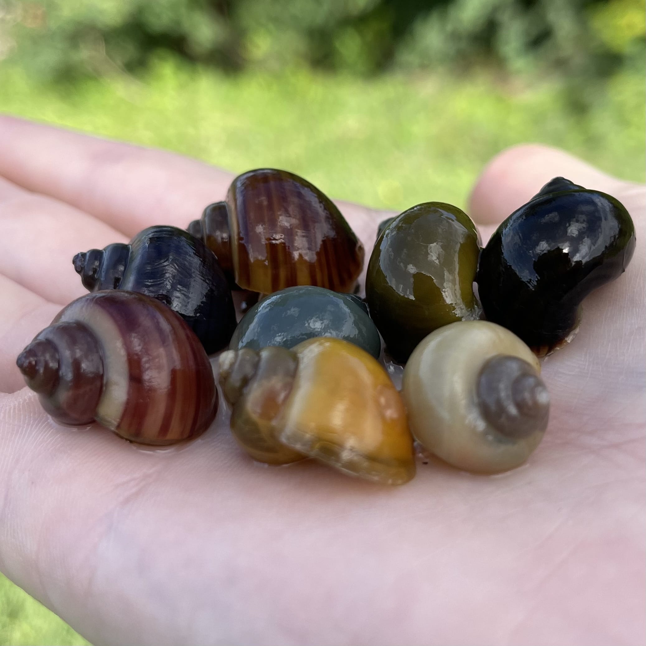 Pisces Aquatics Snails 8 Mystery Snails - Rainbow Snails Buy a rainbow of Mystery Snails in Australia from Scapeshop
