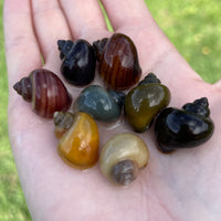 Pisces Aquatics Snails 8 Mystery Snails - Rainbow Snails Buy a rainbow of Mystery Snails in Australia from Scapeshop