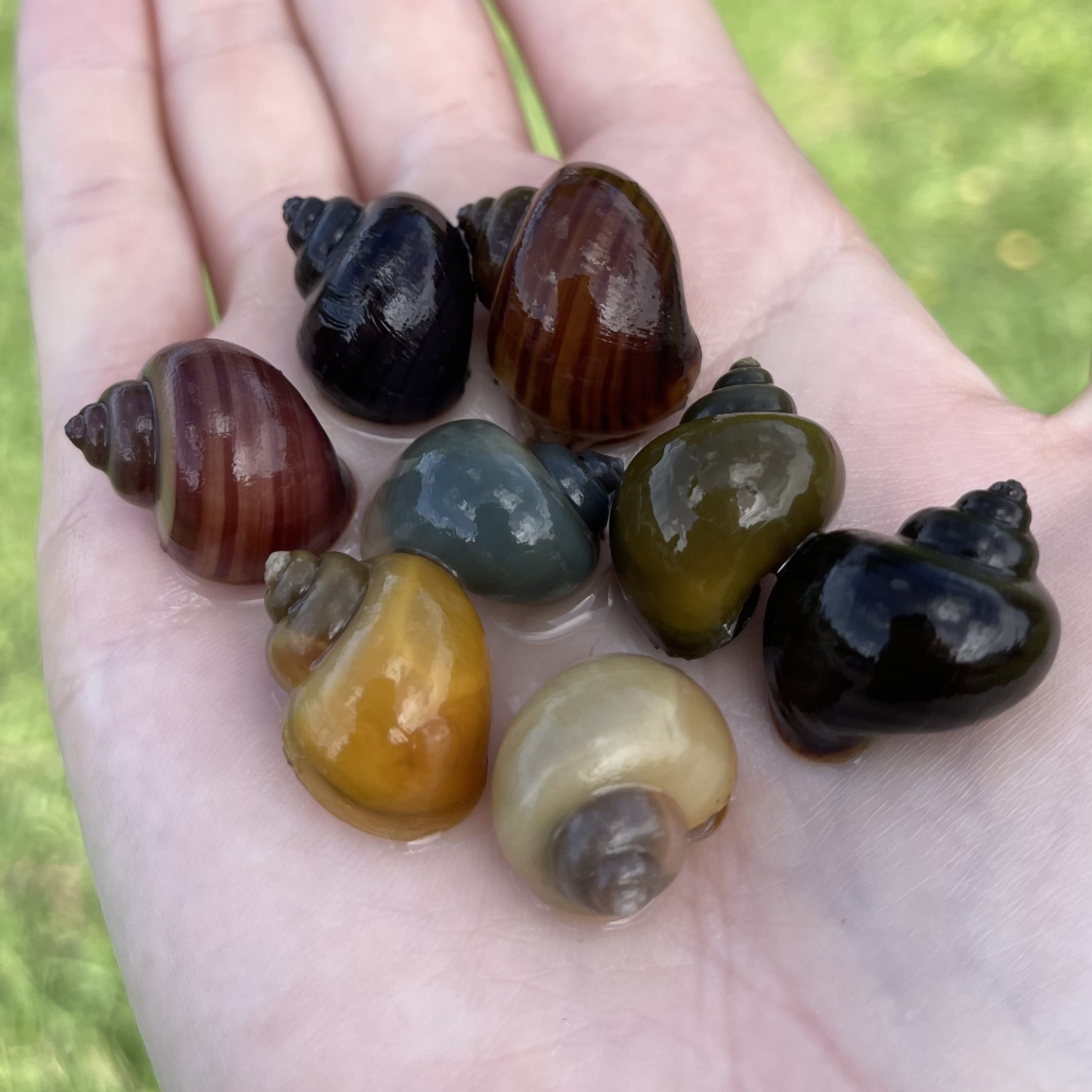 Pisces Aquatics Snails 8 Mystery Snails - Rainbow Snails Buy a rainbow of Mystery Snails in Australia from Scapeshop