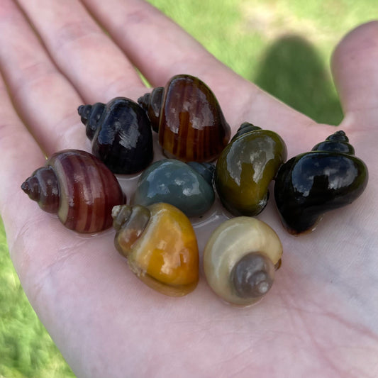 Pisces Aquatics Snails 8 Mystery Snails - Rainbow Snails Buy a rainbow of Mystery Snails in Australia from Scapeshop