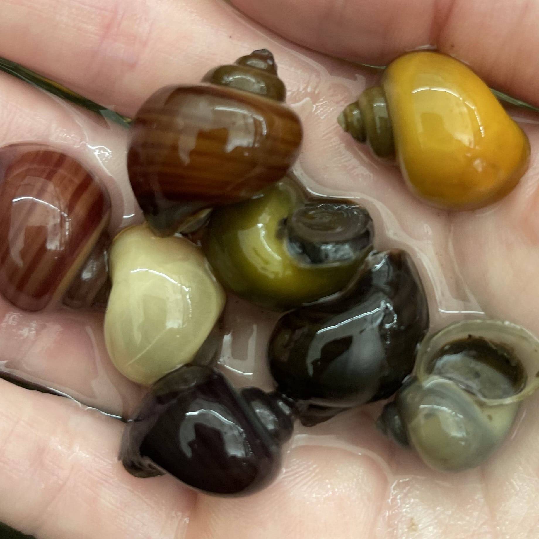 Pisces Aquatics Snails 8 Mystery Snails - Rainbow Snails Buy a rainbow of Mystery Snails in Australia from Scapeshop