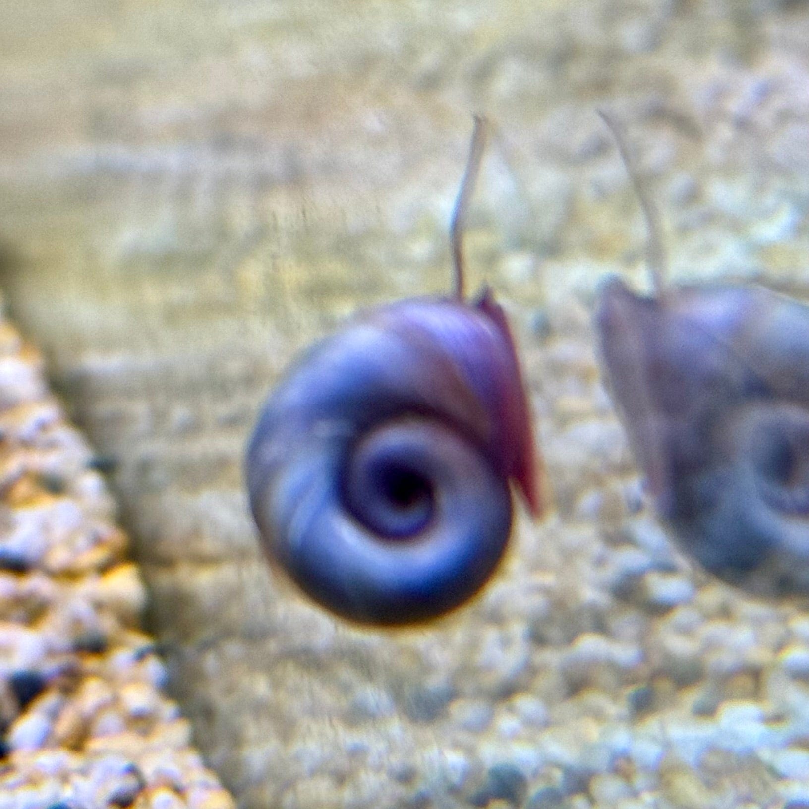 Pisces Aquatics Snails Blue Ramshorn Snail Blue Ramshorn Snail - Scapeshop Australia