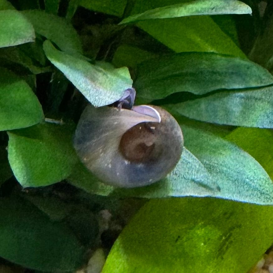 Pisces Aquatics Snails Blue Ramshorn Snail Blue Ramshorn Snail - Scapeshop Australia