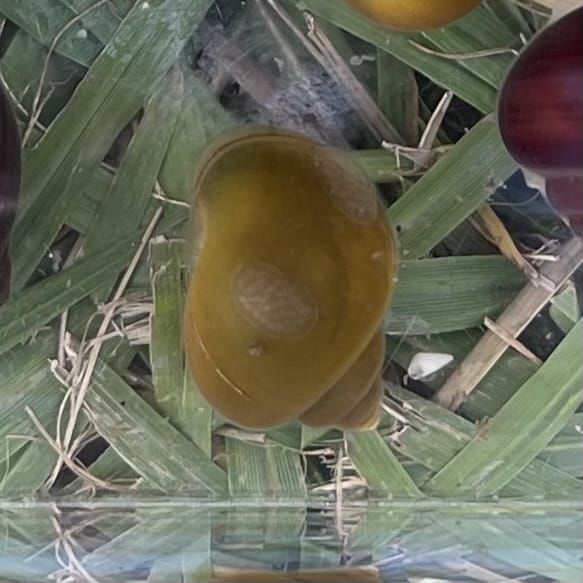 Pisces Aquatics Snails Green Mystery Snail Green Mystery Snail