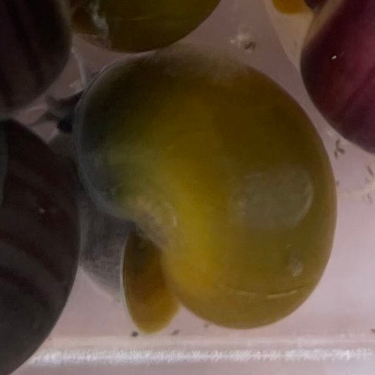 Pisces Aquatics Snails Green Mystery Snail Green Mystery Snail