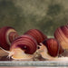 Pisces Aquatics Snails Magenta Mystery Snail Blue Mystery Snail - Aquarium Snails Australia from Scapeshop