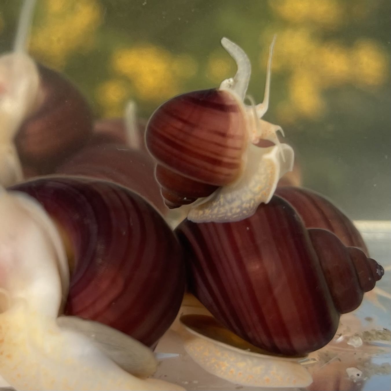 Pisces Aquatics Snails Magenta Mystery Snail Blue Mystery Snail - Aquarium Snails Australia from Scapeshop
