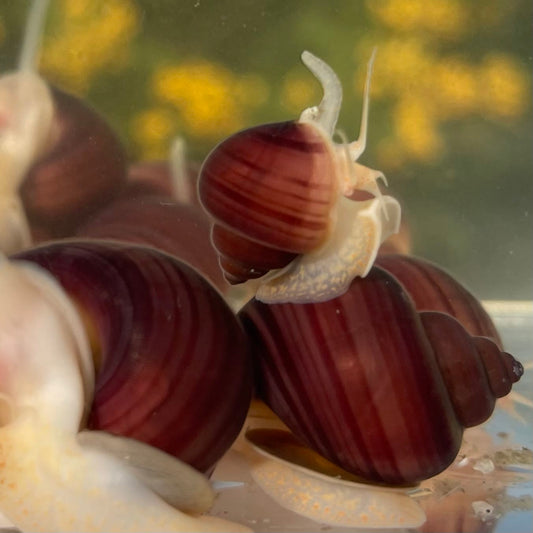 Pisces Aquatics Snails Magenta Mystery Snail Blue Mystery Snail - Aquarium Snails Australia from Scapeshop