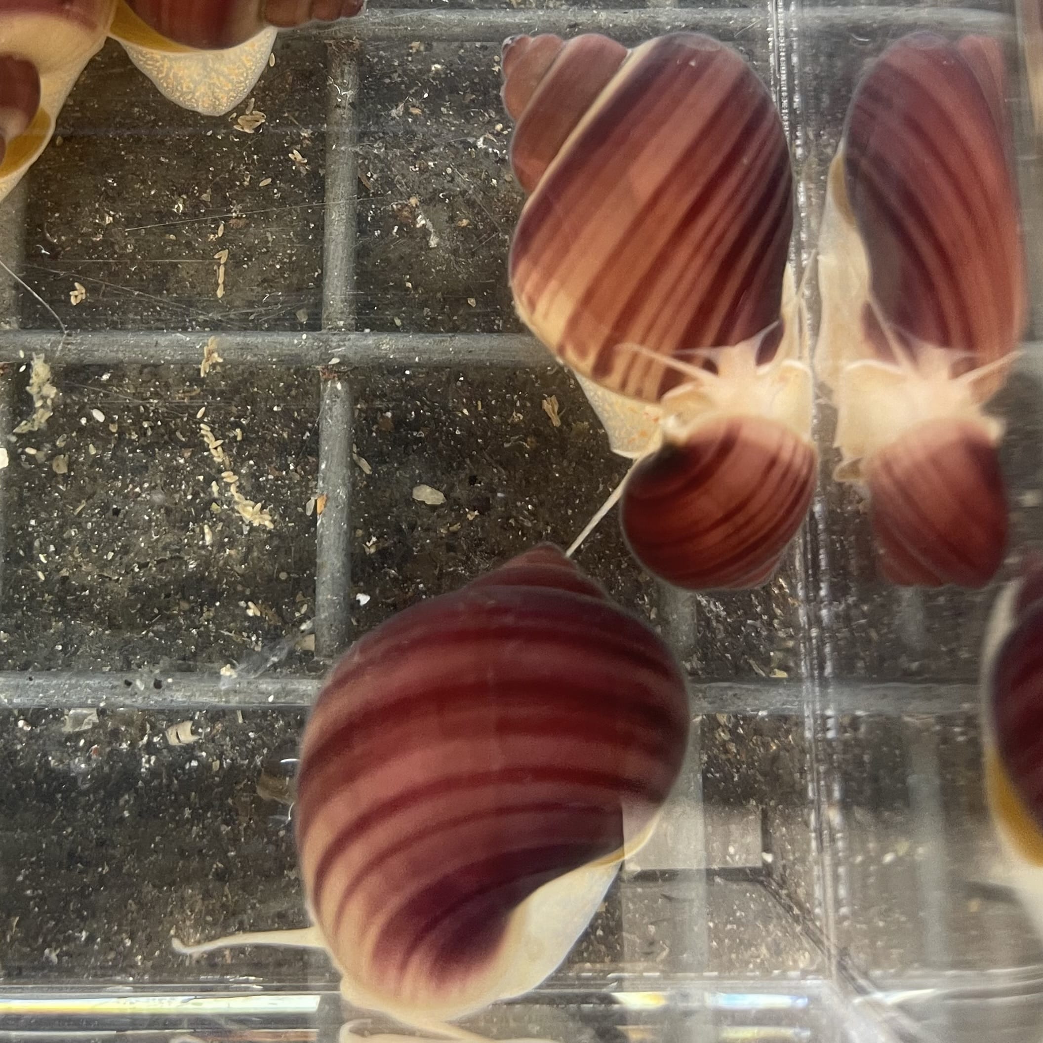 Pisces Aquatics Snails Magenta Mystery Snail Blue Mystery Snail - Aquarium Snails Australia from Scapeshop