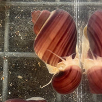 Pisces Aquatics Snails Magenta Mystery Snail Blue Mystery Snail - Aquarium Snails Australia from Scapeshop
