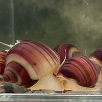 Pisces Aquatics Snails Magenta Mystery Snail Blue Mystery Snail - Aquarium Snails Australia from Scapeshop