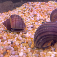 Pisces Aquatics Snails Purple Mystery Snail Blue Mystery Snail - Aquarium Snails Australia from Scapeshop