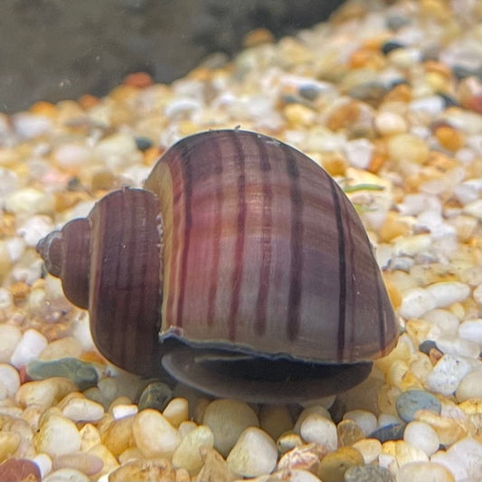 Pisces Aquatics Snails Purple Mystery Snail Blue Mystery Snail - Aquarium Snails Australia from Scapeshop