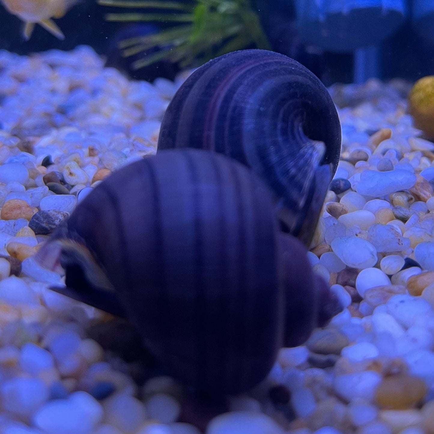 Pisces Aquatics Snails Purple Mystery Snail Blue Mystery Snail - Aquarium Snails Australia from Scapeshop