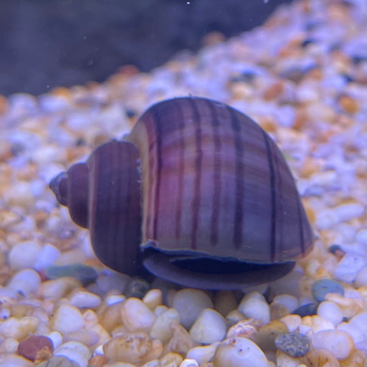 Pisces Aquatics Snails Purple Mystery Snail Blue Mystery Snail - Aquarium Snails Australia from Scapeshop
