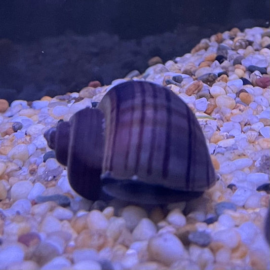 Pisces Aquatics Snails Purple Mystery Snail Blue Mystery Snail - Aquarium Snails Australia from Scapeshop