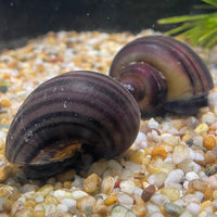 Pisces Aquatics Snails Purple Mystery Snail Blue Mystery Snail - Aquarium Snails Australia from Scapeshop