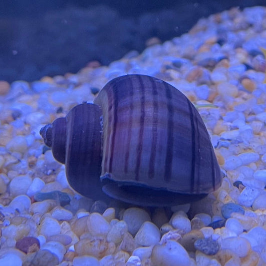 Pisces Aquatics Snails Purple Mystery Snail Blue Mystery Snail - Aquarium Snails Australia from Scapeshop