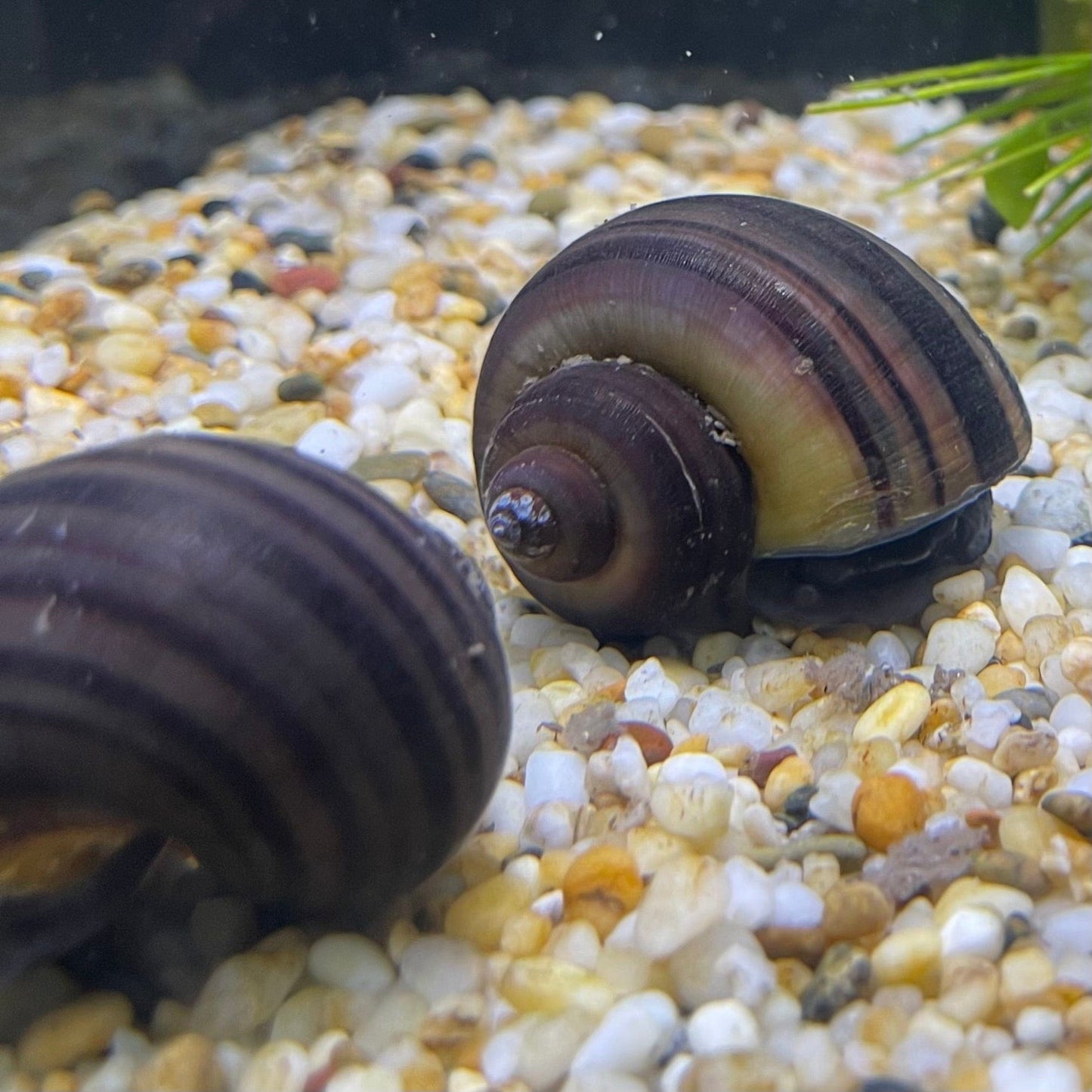 Pisces Aquatics Snails Purple Mystery Snail Blue Mystery Snail - Aquarium Snails Australia from Scapeshop