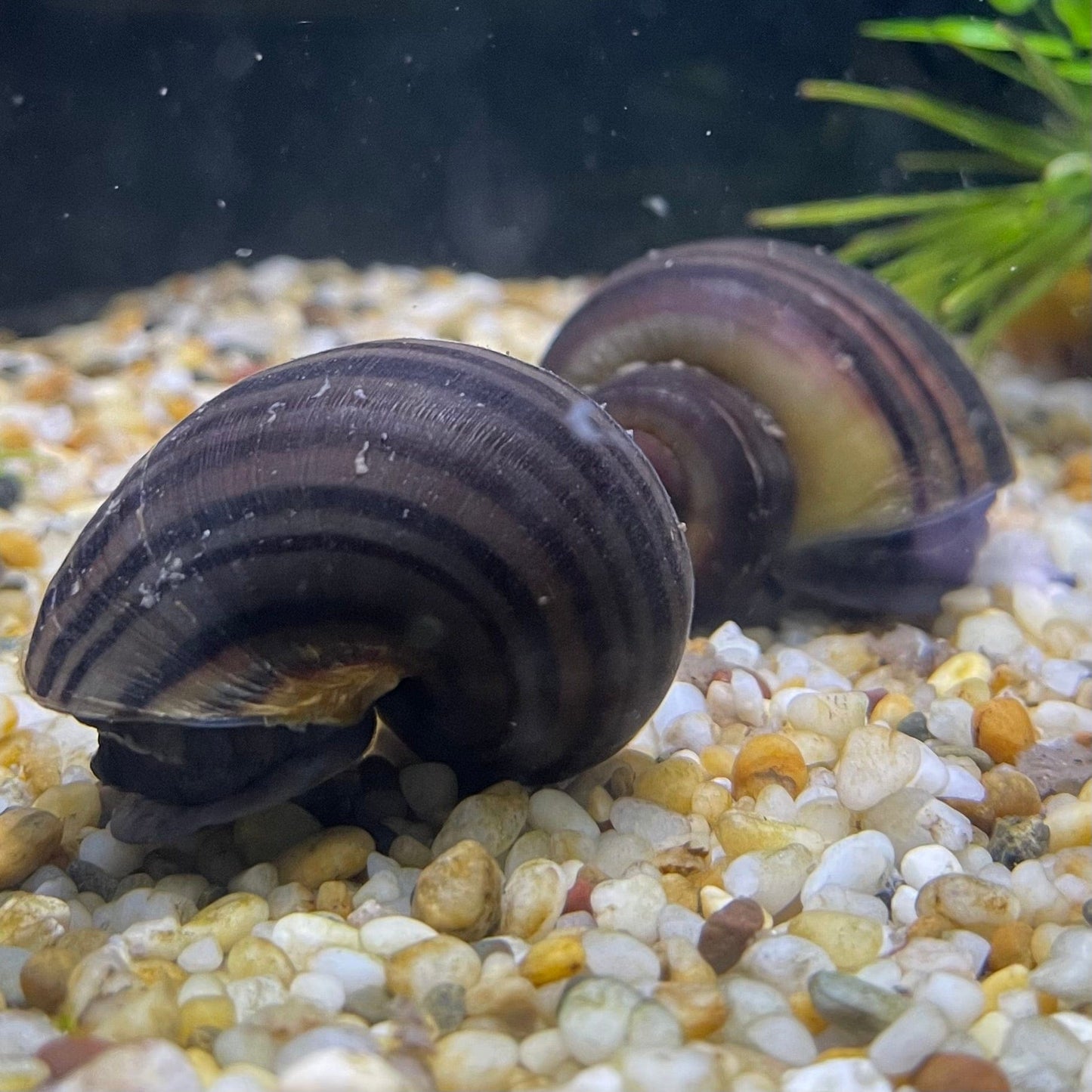 Pisces Aquatics Snails Purple Mystery Snail Blue Mystery Snail - Aquarium Snails Australia from Scapeshop