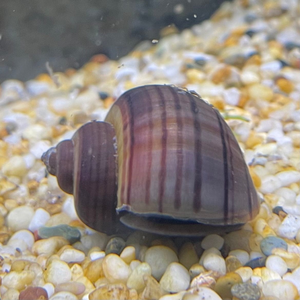 Pisces Aquatics Snails Purple Mystery Snail Blue Mystery Snail - Aquarium Snails Australia from Scapeshop