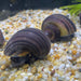 Pisces Aquatics Snails Purple Mystery Snail Blue Mystery Snail - Aquarium Snails Australia from Scapeshop