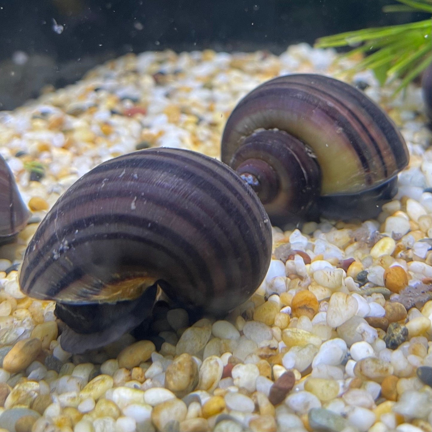 Pisces Aquatics Snails Purple Mystery Snail Blue Mystery Snail - Aquarium Snails Australia from Scapeshop